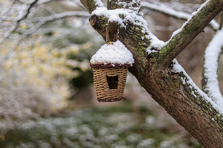 fågelhus, snö, vinter-, träd, gren, närbild, skog, trä, djurbo, säsong, fågelholk