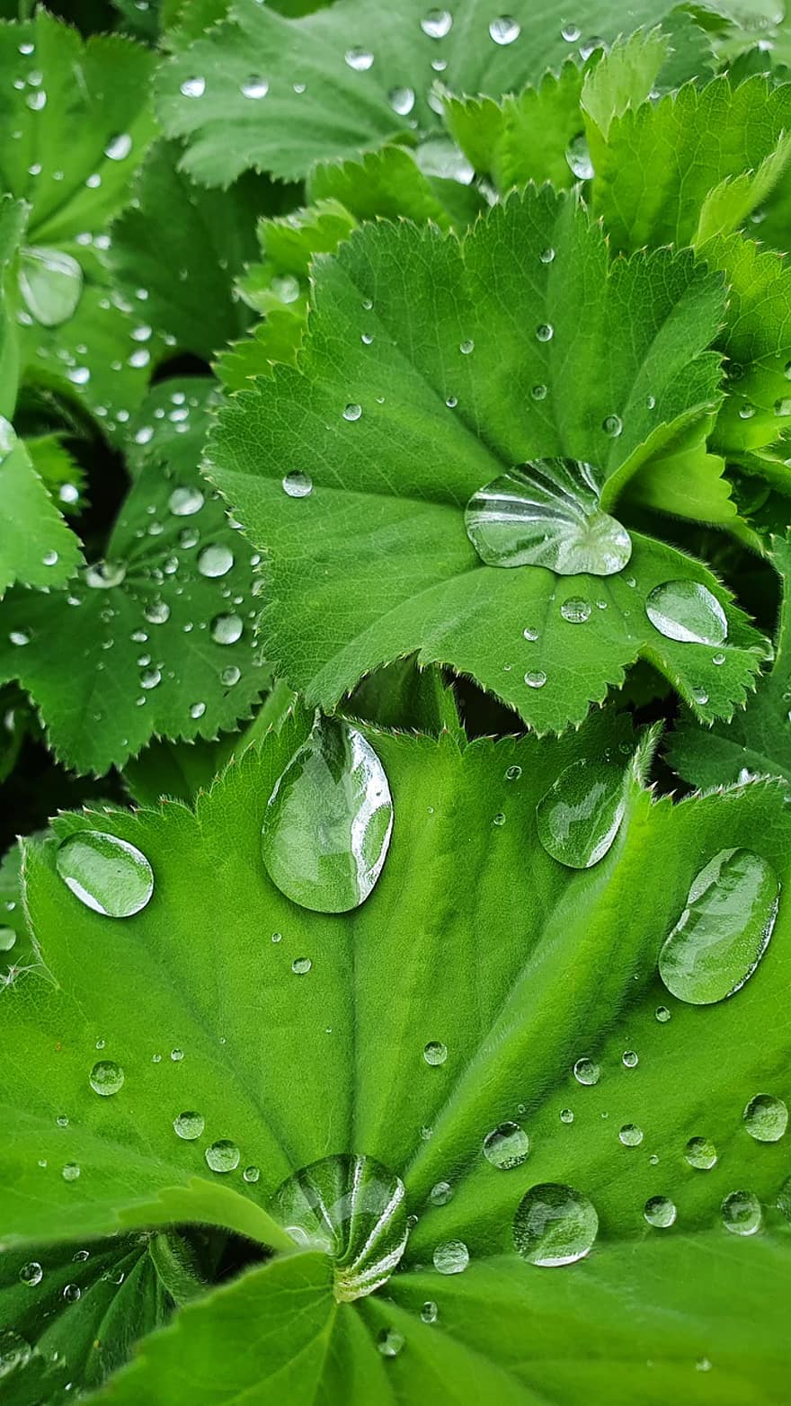 똑똑 떨어지는 물방울 소리, 닫다, 식물, 비, 녹색, 정원