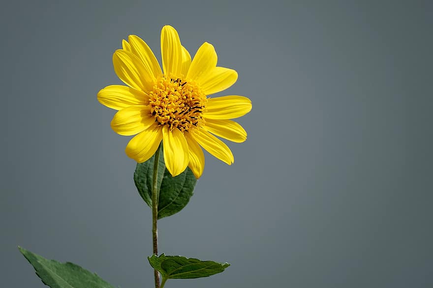 Jerusalem Artichoke, Sunflower, Flower, Plant, Petals, Yellow Flower, Bloom, Blossom