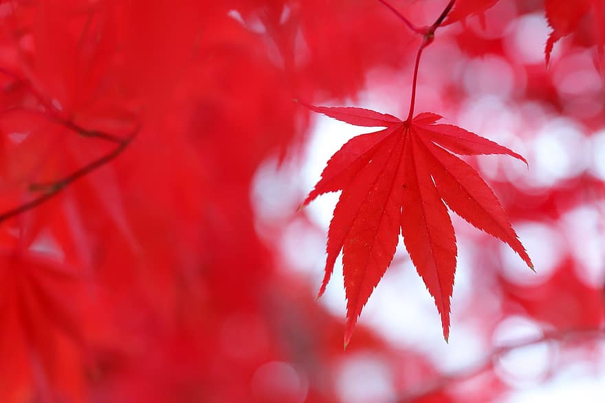 foglie d'autunno, autunno, le foglie, natura, albero, pianta, splendore, foglia, stagione, foresta, acero