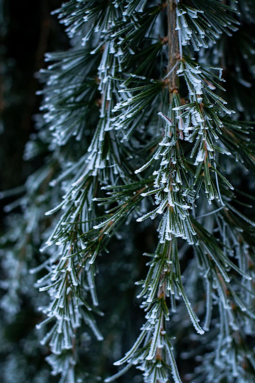кедър, игли, сняг, зима, скреж, лед, листа, клонче, клон, клонка, дърво