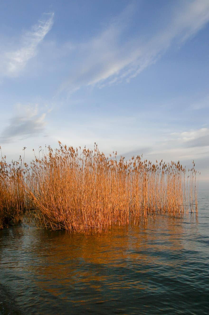Bed Of Reeds, Reed Beds, Lake, Reeds, Autumn
