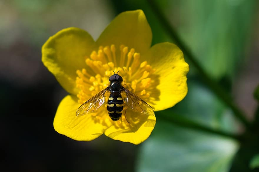 цвете, пчела, насекомо, жълт, крила, ципокрили, опрашване, едър план, макро, растение, лято