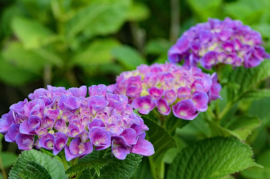 あじさい、花、紫の、日本、咲く、自然、フローラ、夏、庭園、工場、花束