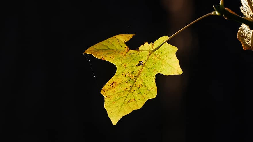Nature, Autumn, Fall, Forest, Season, Macro, Botany, leaf, yellow, close-up, plant