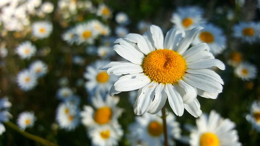 virág, Százszorszép, pollen, fehér daisy, fehér virág, fehér szirmok, szirmok, virágzás, virágzik, növényvilág, virágkertészet