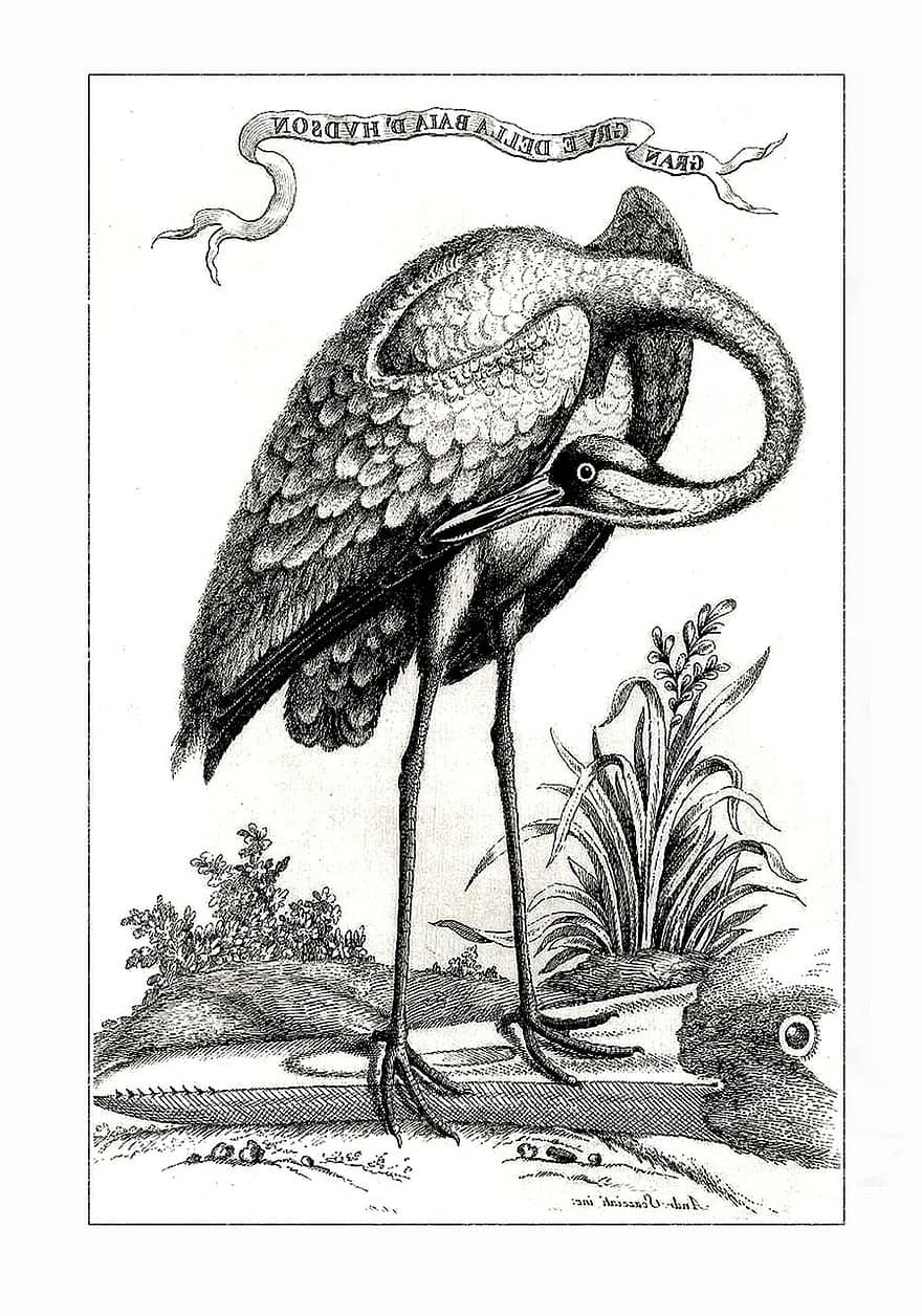 Sandhill Crane, Bird, Fowl, Migratory, Feathers, Wings, Beak, Antique, Vintage, Ephemeral, Etching