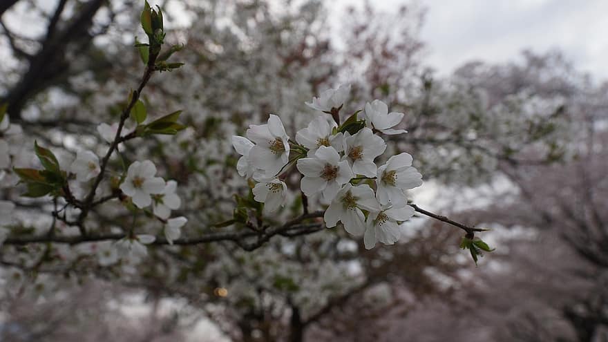 Sakura, Blumen, Kirschblüten, weiße Blütenblätter, Blütenblätter, blühen, Flora, Frühlingsblumen, Natur
