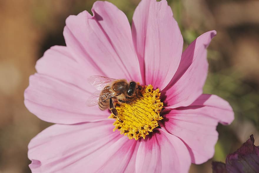 Flower, Bee, Pollen, Pollination, Petals, Nature, Plant, Blossom, Bloom, Pink, Colorful