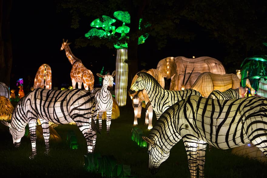 lámpa, kínai, fesztivál, zebra, fény, éjszaka, megvilágított, dekoráció, többszínű, vadon élő állatok, sötét