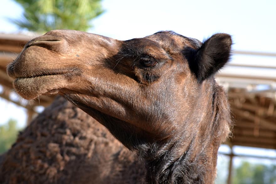 camello, animal, cabeza, mamífero, camello marrón, cara, piel, peludo, de cerca, retrato, blanco