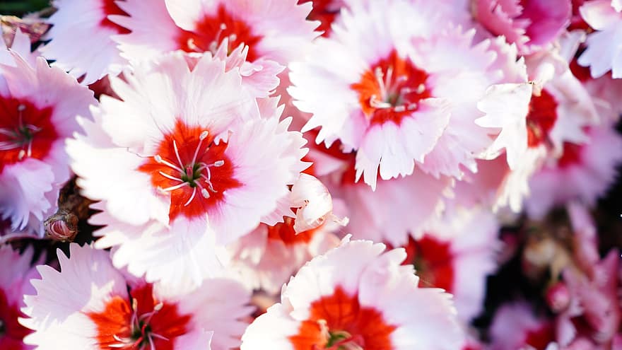 China Pink, flori, plantă, Dianthus, Roz curcubeu, roz flori, petale, a inflori, natură
