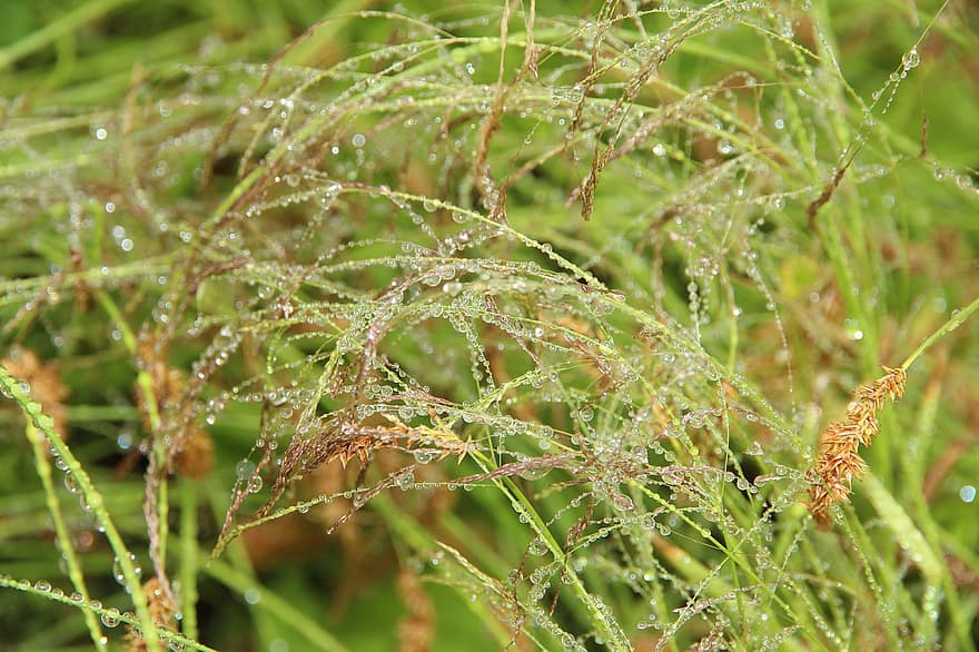 herbe, vert, été, après la pluie, gouttes, Rosa, pelouse, écologie, Prairie