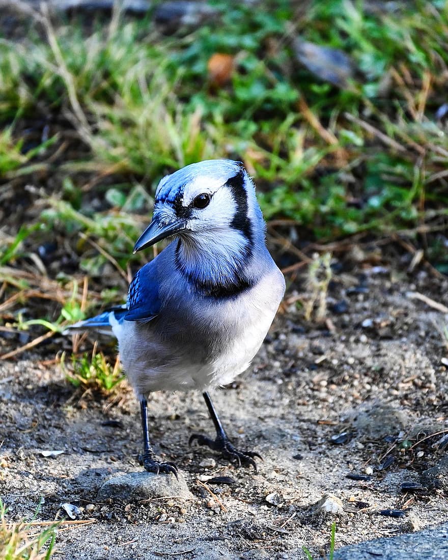 Blue Jay, pasăre, cocoțat, animal, pene, penaj, cioc, factură, supravegherea păsărilor, ornitologie, lumea animalelor