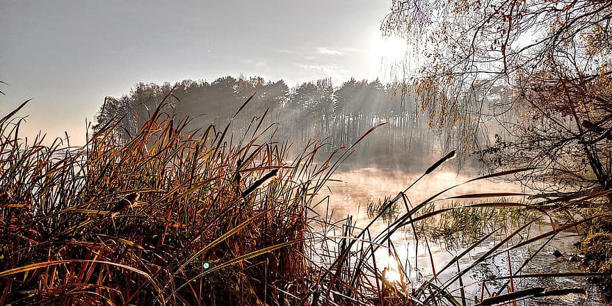 lago, foresta, paesaggio nebbioso, natura, autunno