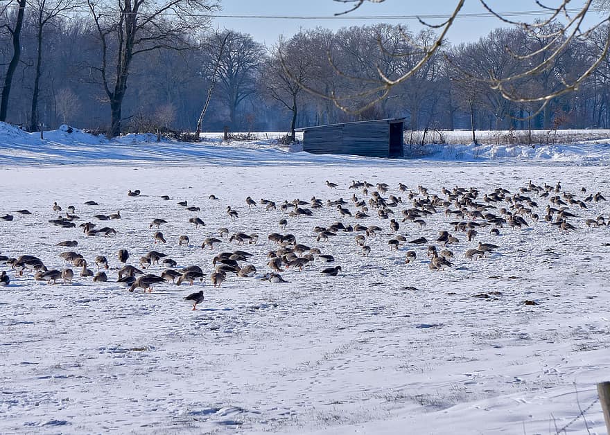 Geese, Birds, Winter, Frost, Snow, Ice, Frozen, Wild Geese, Waterfowls, Water Birds, Animals