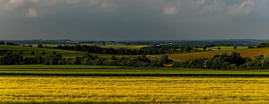 Landschaft, Rapsfeld, Panorama, Felder, Wiesen, Ackerland, Landwirtschaft, Anbau, Panorama-, ländlich