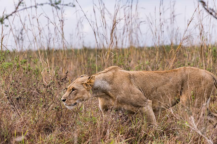 leonessa, animale, safari, Leone, femmina, mammifero, grande gatto, animale selvaggio, natura, fauna, natura selvaggia