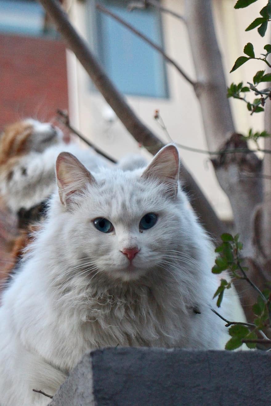 кошка, домашнее животное, животное, белый кот, внутренний, кошачий, млекопитающее, Китти, пушистый, милый, обожаемый