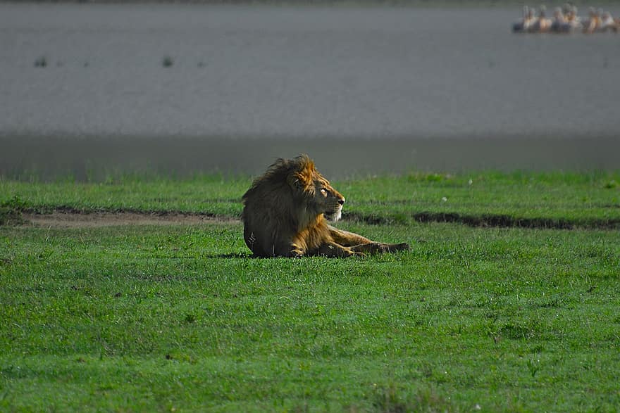 león, safari, fauna silvestre, naturaleza, animal, felino, animales en la naturaleza, animales de safari, mamífero, hierba, África
