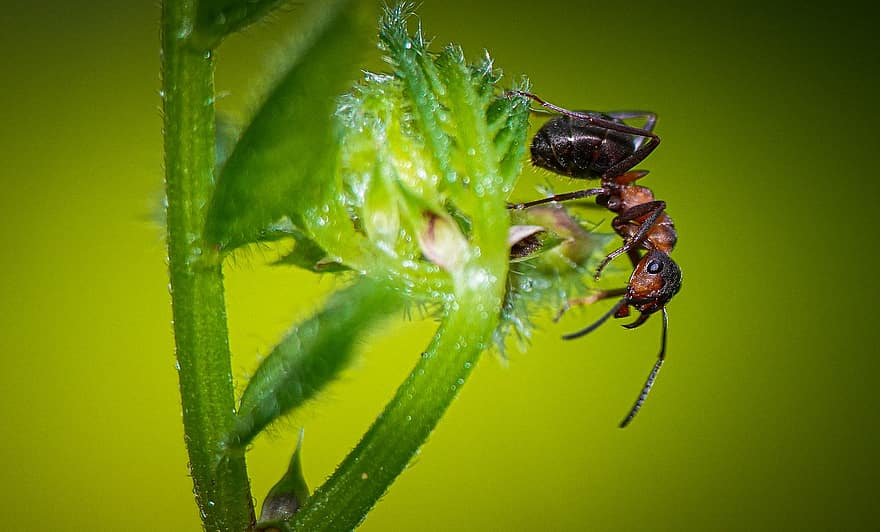 mravenec, hmyz, Chyba, zvíře, Příroda, klíčky, makro, detail, list, zelená barva, rostlina