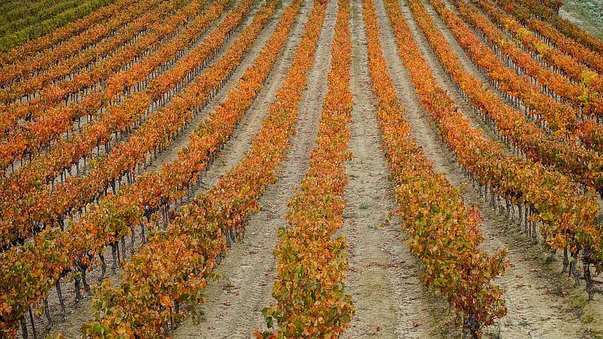 kebun anggur, tanaman merambat, jatuh, musim gugur, pemandangan, bidang, anggur, pemeliharaan anggur, winegrowing, perkebunan, pertanian