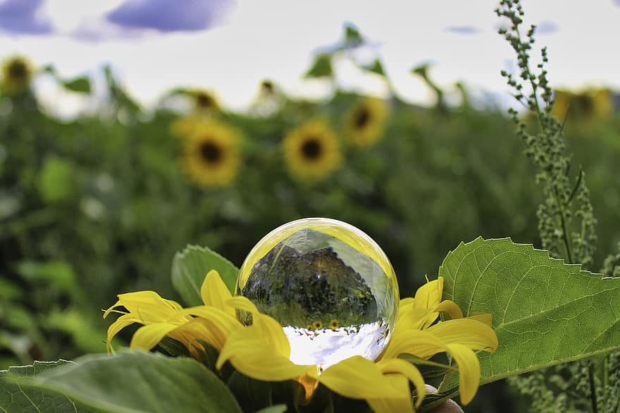 stiklo sfera, saulėgrąžų, gėlė, objektyvo rutulys, lauke, pievos, augalų, žiedlapių, žydi, sodas, pobūdį