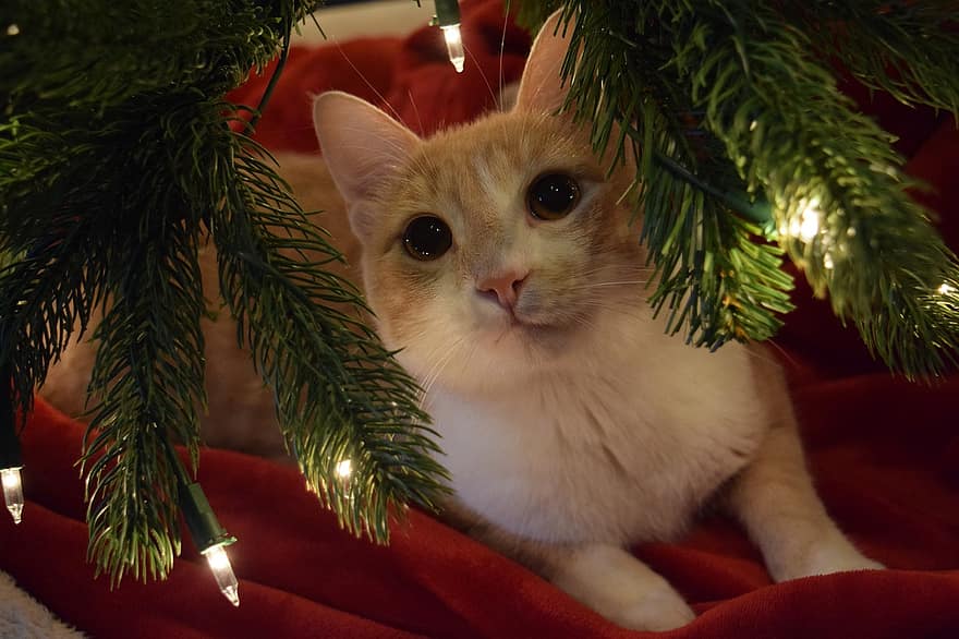 Noël, chat, minou, félin, mignonne, animaux domestiques, arbre, chaton, chat domestique, jeune animal, fête