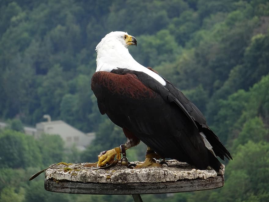 Adler, raptor, ave de rapiña, pájaro, pájaro esperando, águila pescadora africana, águila pescadora, Águila pescadora, Águilas pescadoras africanas