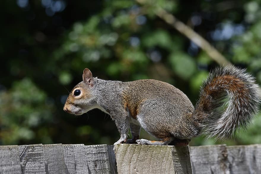 Squirrel, Chipmunk, Rodent, Fence, Grey Squirrel, Wildlife, Mammal, Animal, Nature