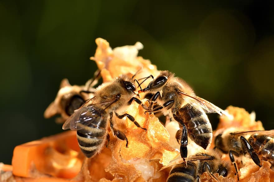 bier, insekt, honningbie, honning, birøkter, birøkt, carnica