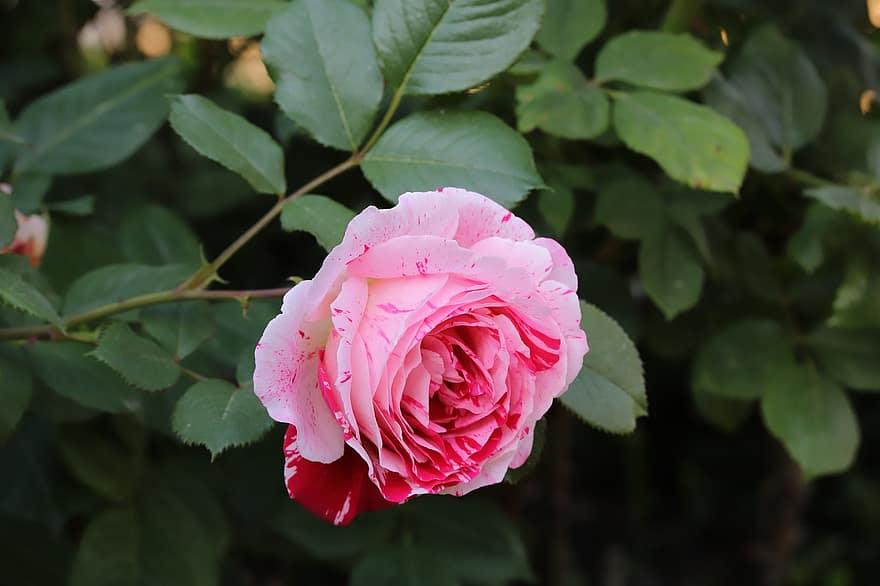 Роза, цветок, весна, завод, розовая роза, розовый цветок, цветение, весенний цветок, сад, природа, крупный план