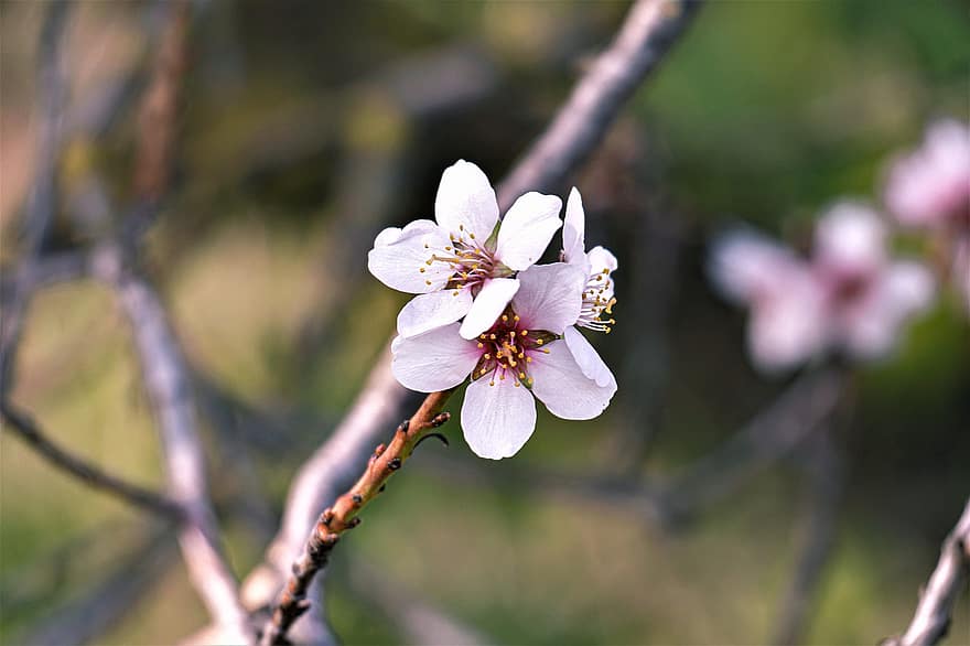 sakura, květiny, třešňové květy, bílé okvětní lístky, okvětní lístky, květ, flóra, jarní květiny, Příroda, detail, rostlina