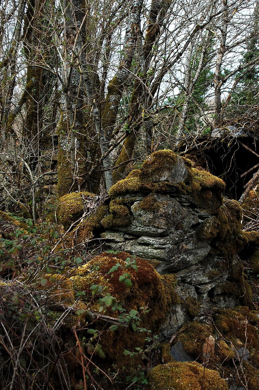 Wall, Stones, Trees, Nature, Moss, Outdoors, Travel, Exploration, Woods, Wilderness, forest