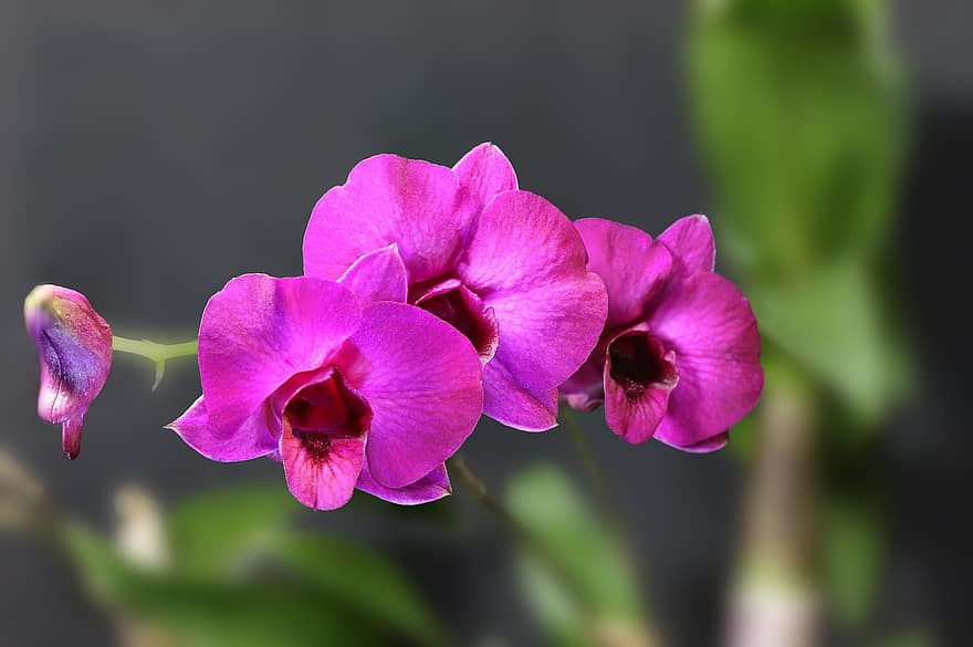 orquídies, flors, planta, flors de color rosa, pètals, florir, flor, jardí, naturalesa
