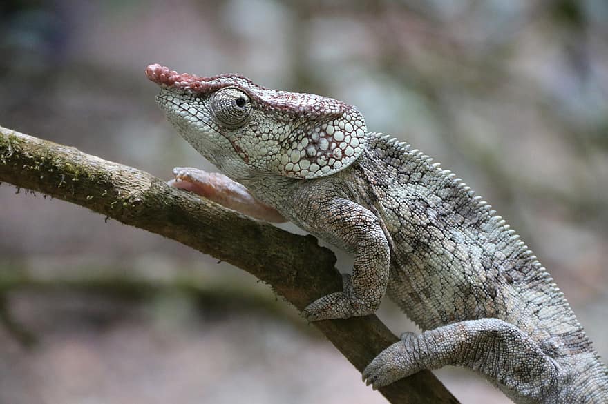 Lizard, Iguana, Animals, South America, Nature, Madagascar, Travel, Outdoor