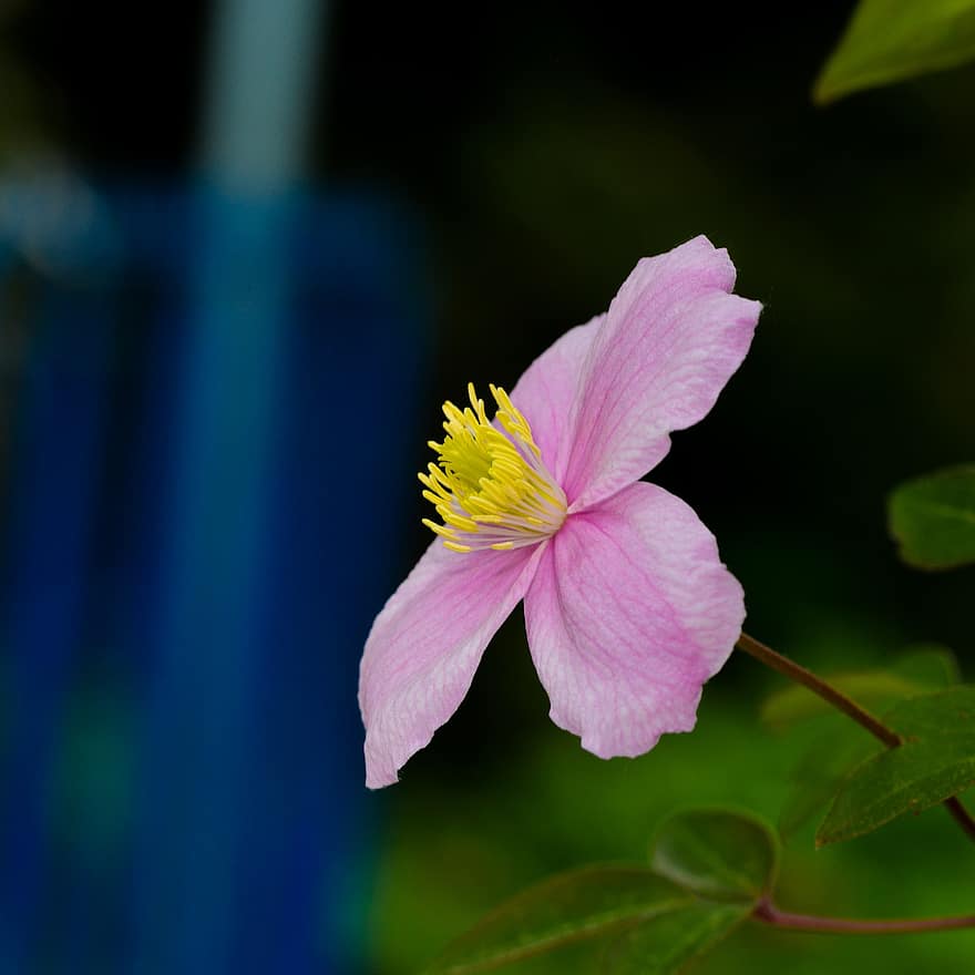Clematis, Pink Flower, Flower, Nature, Outdoors, Spring, Plant, Flora, close-up, petal, summer