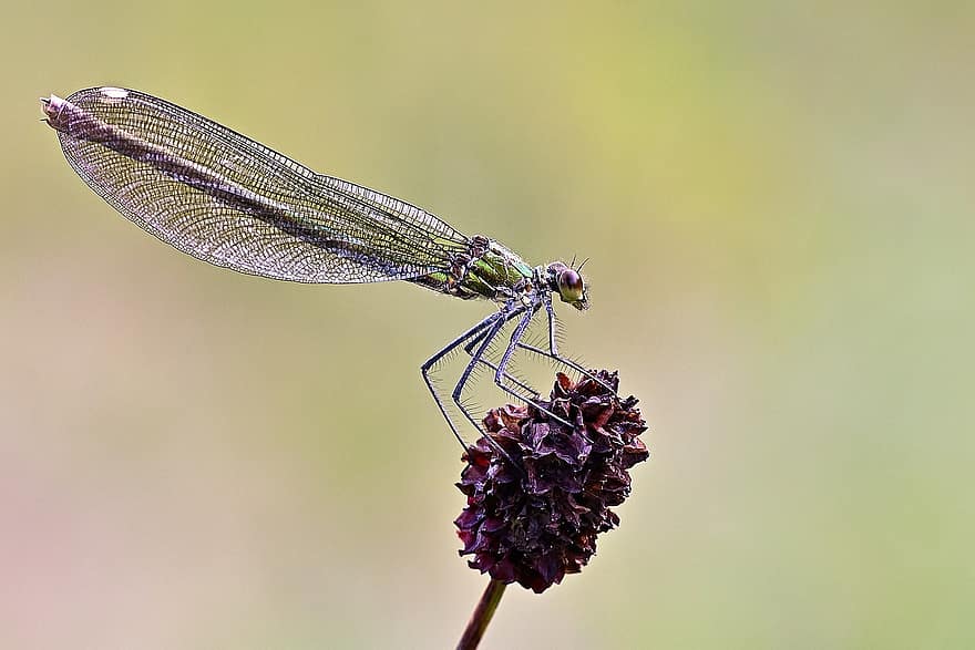 Dragonfly, Insect, Entomology, Blossom, Bloom, Sanguisorba Officinalis, Nature, Dragonfly Wings, Close Up