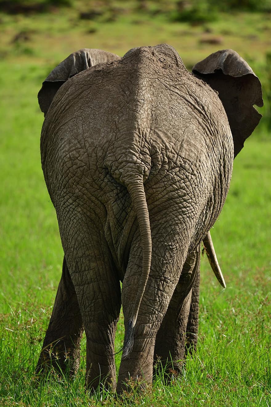 Afrikanischer Elefant, Tier, Masai Mara, Afrika, Tierwelt, Säugetier