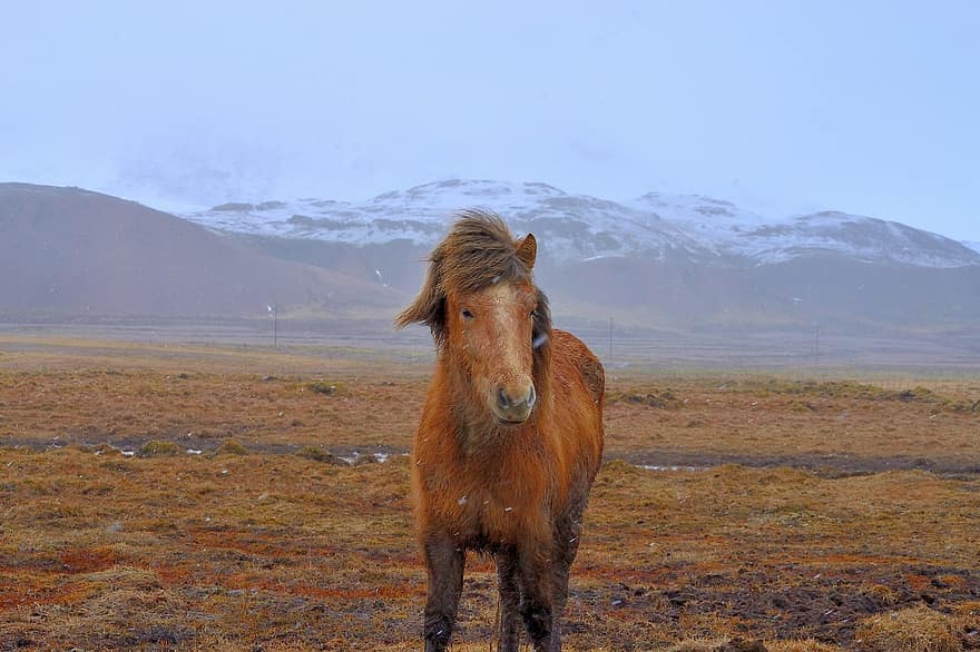 isländsk häst, häst, fält, ponny, föl, djur-, däggdjur, häst-, manen, bete, landsbygden
