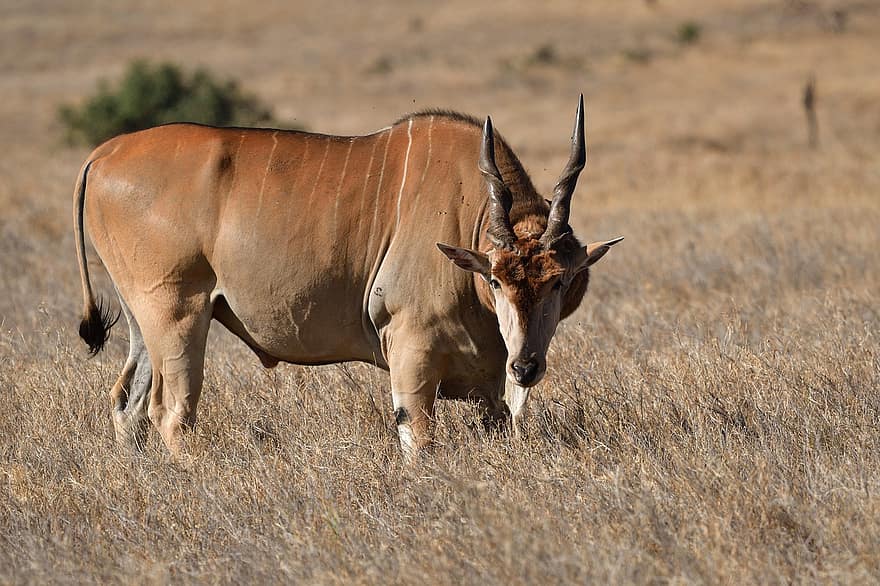 eland, zwierzę, ssak, tragelaphus oryx, dzikie zwierze, dzikiej przyrody, fauna, pustynia, Natura, lewa, Kenia