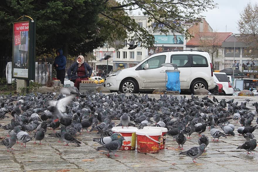 Pigeons, Birds, Square, Plaza, Architecture, Old