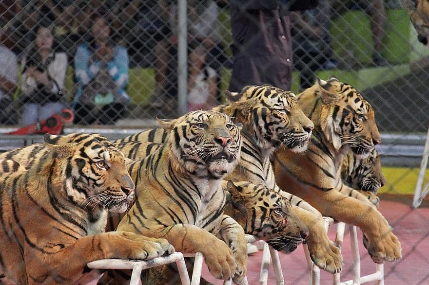 Tiger, Tier, Natur, bengalischer Tiger, undomestizierte Katze, Tiere in freier Wildbahn, gestreift, gefährdete Spezies, katzenartig, Achtung, groß
