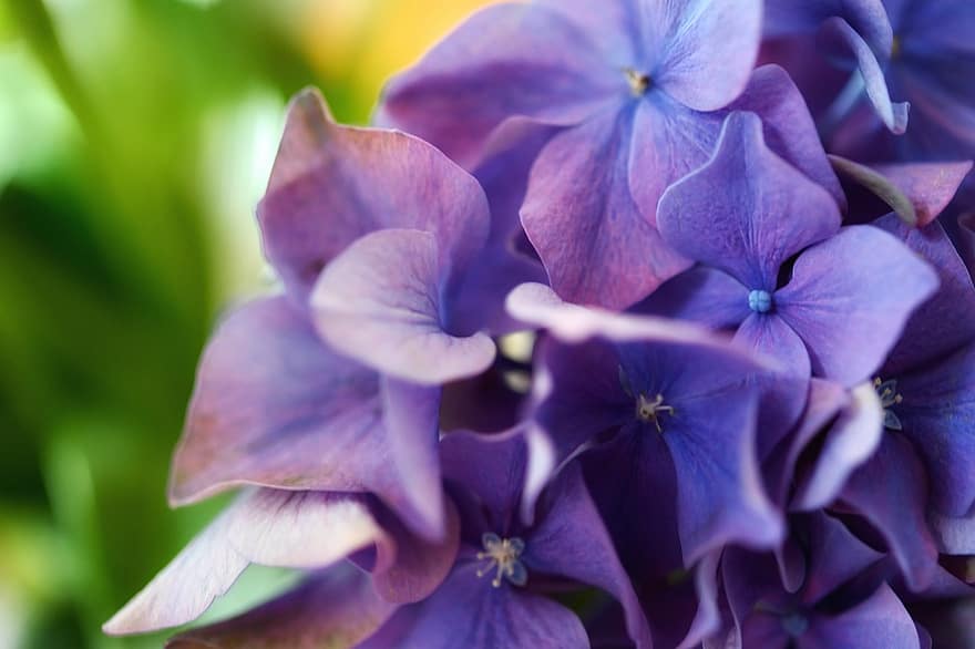 hortenzija, zieds, zied, hortenzijas zieds, violets, dekoratīvo augu, romantisks, pateicība