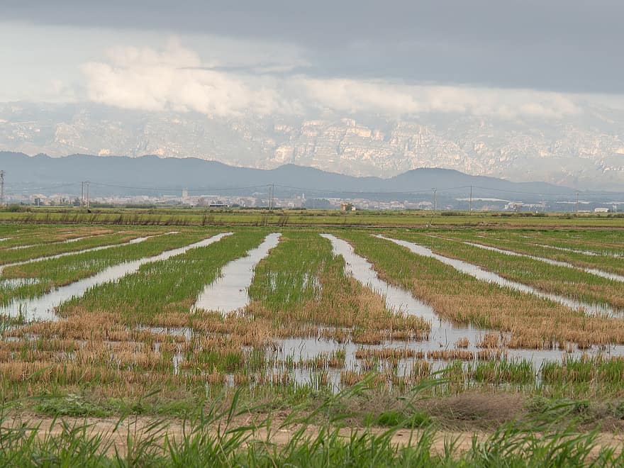 Reisfelder, Natur, Landschaft, ländlich, draußen, Ebro-Delta, Feuchtgebiete