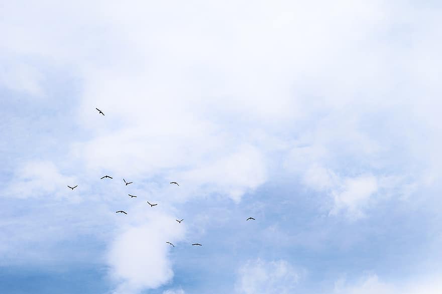 鳥、群れ、翼、フライト、空、雲、曇り、鳥類