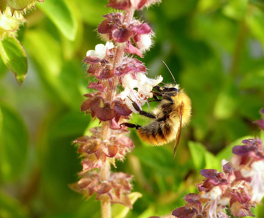 bi, pollinering, blomma, honungsbi, nektar