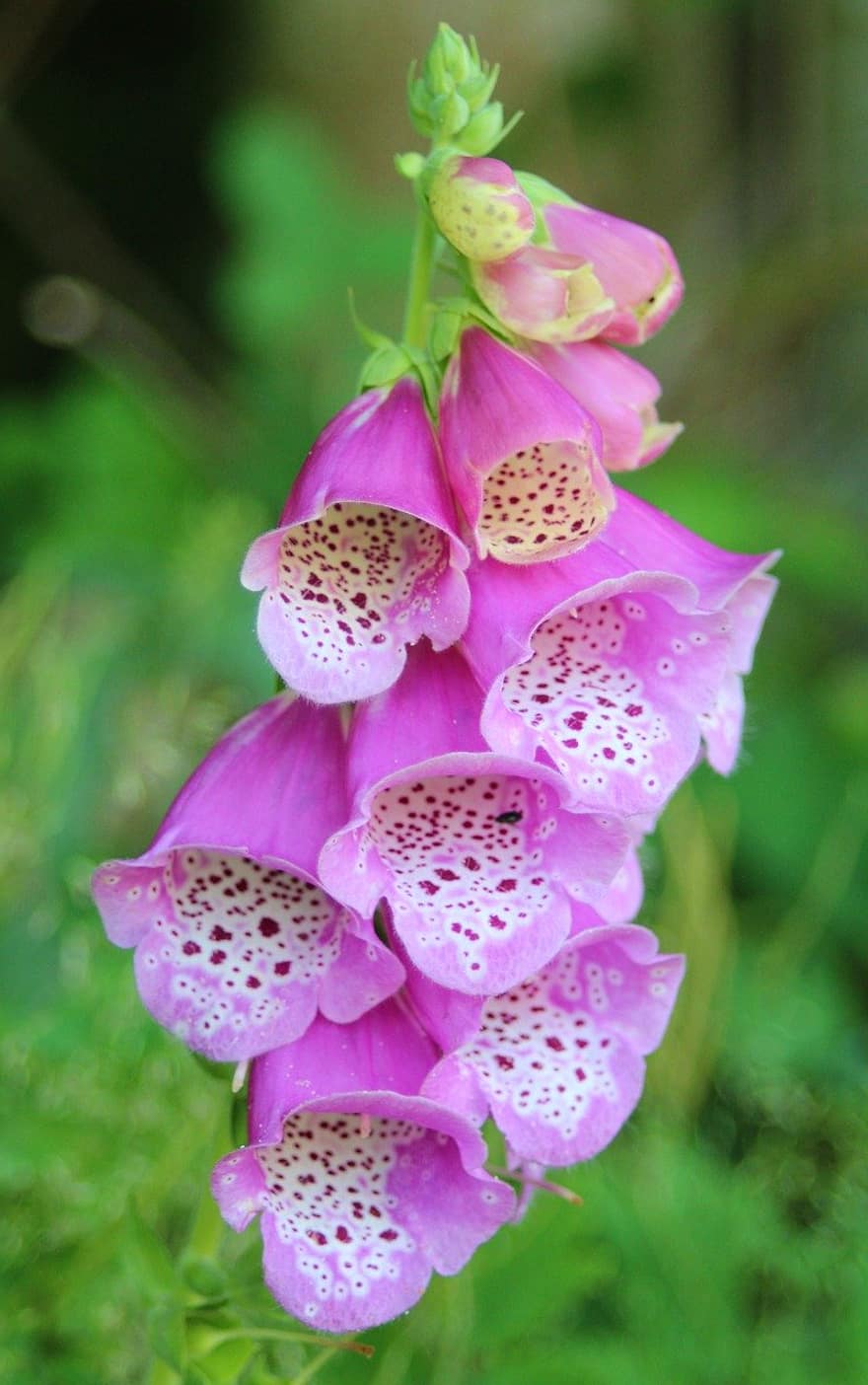 Pink Flowers, Common Foxglove, Blossom, Bloom, Pink, Spring, Flora, Plants, Botany, Nature, Close Up