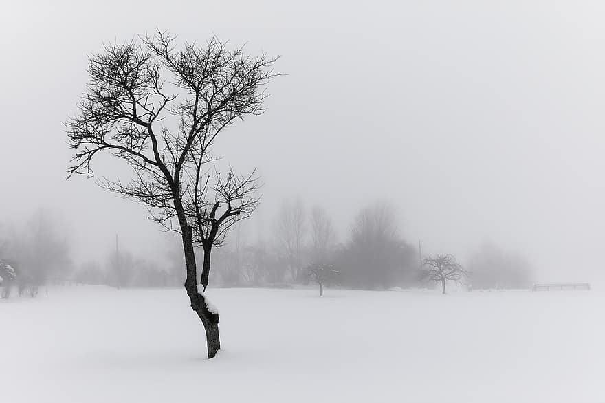 tåge, sort og hvid, vinter, rolige, minimalisme, hvid