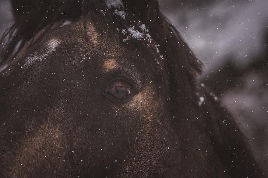 kuda, kuda poni, mata, musim dingin, kepala, hewan, mamalia, jenis, fauna, kepala hewan, merapatkan